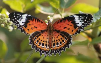 Tamil Lacewings are found only in South Asia