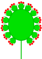 Compound capitulum