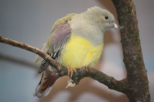 Bruce's green pigeon Kédougou.jpg