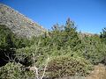 Cupressus stephensonii and ARctostaphylos pringlei with Cuyamaca peak in the background - Flickr - theforestprimeval.jpg