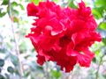 Red layered Hibiscus at Trivandrum