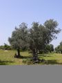 شجرة زيتون، إسرائيل.