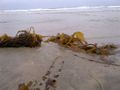 Kelp found along the coast of La Jolla Shores
