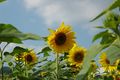 Sunflowers in Wilkesboro, North Carolina