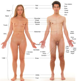 Photograph of an adult male human, with an adult female for comparison. Note that the pubic hair of both models is removed.