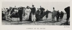 سوق الجمال بالدويم، 1906.