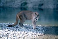 Though cougars are present in Grand Teton, they are rarely seen.