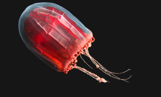 The mantle of the red paper lantern jellyfish crumples and expands like a paper lantern.[239]
