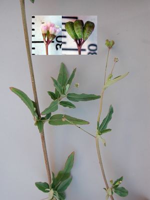 Boerhavia intermedia.jpg