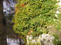 Porella platyphylla clump growing on a tree.