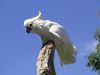 Lesser-sulphur crested cockatoo 31l07.JPG