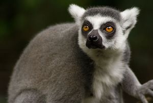 Ringtailedlemur - 24937.jpg