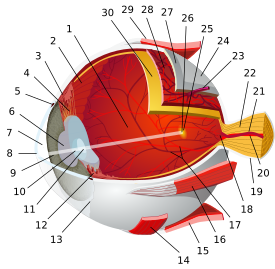 1:posterior compartment 2:ora serrata 3:ciliary muscle 4:ciliary zonules 5:canal of Schlemm 6:pupil 7:anterior chamber 8:cornea 9:iris 10:lens cortex 11:lens nucleus 12:ciliary process 13:conjunctiva 14:inferior oblique muscule 15:inferior rectus muscule 16:medial rectus muscle 17:retinal arteries and veins 18:optic disc 19:الأم الجافية dura mater 20:central retinal artery 21:central retinal vein 22:optical nerve 23:vorticose vein 24:غمد المقلة bulbar sheath 25:البقعة 26:النقرة Fovea 27:الصلبة sclera 28:المشيمية choroid 29:العضلة المائلة العلوية superior rectus muscle 30:الشبكية retina