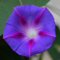 A fully open blue and purple morning glory (Ipomoea purpurea)