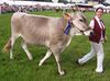 Brown swiss.jpg