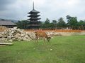 Deer near construction site in Nara with pagoda in background.