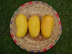 Sindhri mangoes is among top 10 mango varieties in the world