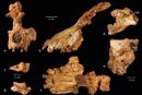اكتشاف حفرية عمرها 28 مليون سنة في حرة العجيفاء بالسعودية، يوليو 2010.