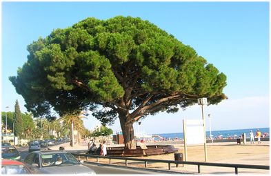 Adult stone pine in Catalonia, Spain