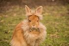 Rabbit - Lionhead breed.jpg