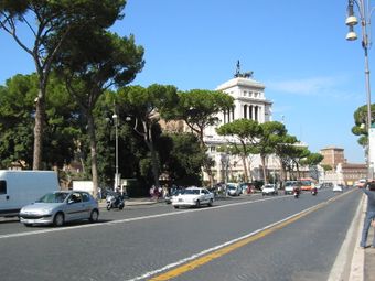 The tree is among the symbols of Rome and its historic streets, such as the Via dei Fori Imperiali.