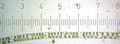 Spirogyra. Each numbered tick = 122 µM