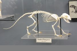 Banded mongoose Mungos mungo skeleton on display at the Museum of Osteology