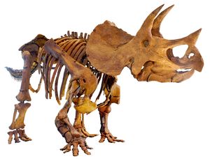 LA-Triceratops mount-2.jpg