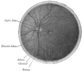 الجزء الداخلي من النصف الخلفي من مقلة العين اليسرى. الأوردة أغمق في المظهر من الشرايين. (الشريان المركزي للشبكية مرئي ولكن بدون تسمية).