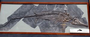 Ichthyosaurus communis in London.jpg