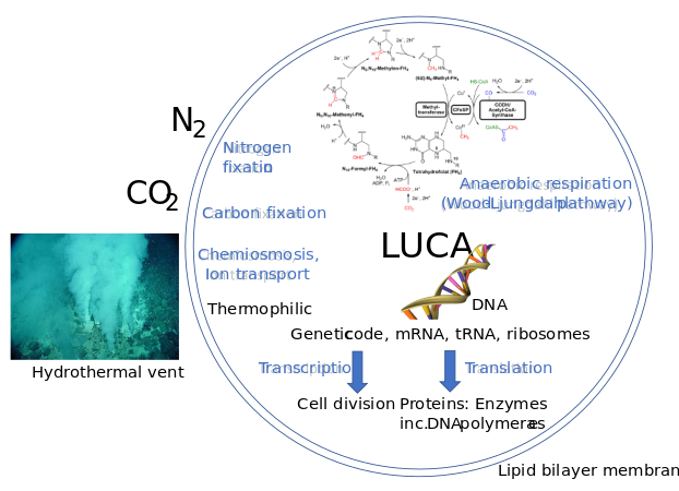 LUCA systems and environment included the Wood–Ljungdahl pathway.[10]