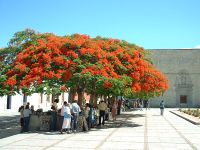 Traders in the shade of Royal Poincianas outside the church of Santo Domingo, Oaxaca, Mexico