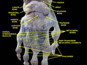 Wrist joint. Deep dissection. Posterior view.