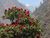 Manaslu-Circuit Rhododendron.jpg