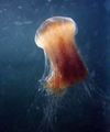 The Lion's mane jellyfish, Cyanea capillata, is known for its painful, but rarely fatal, sting.