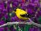 Yellow bird.jpg
