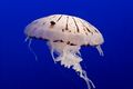 Chrysaora colorata, the purple-striped jellyfish, lives off the coast of Southern California.