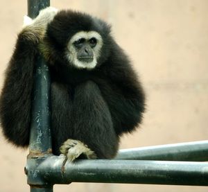 Gibbon at the Philadelphia Zoo.jpg