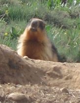 Long-tailed marmot (Marmota caudata), Pakistan