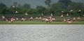 Greater Flamingoes Phoenicopterus roseus in flight