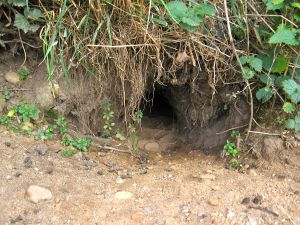 Entrance to a rabbit burrow