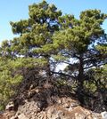 Cupressus sargentii, Hood Mountain, Sonoma Co.jpg