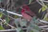 Common Rosefinch Neora Valley National Park Darjeeling West Bengal India 30.04.2016.jpg