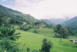 Terraced rice paddy fields of Sikkim.