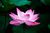 Lotus flower (978659).jpg