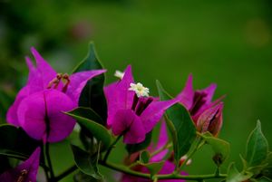 Bougainvillea Flower.jpg