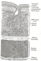 Transverse section of trachea.