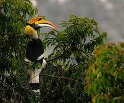 Great hornbill