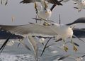 Black-tailed Gulls feeding in flight