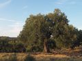 شجرة زيتو، سيثونيا، اليونان.